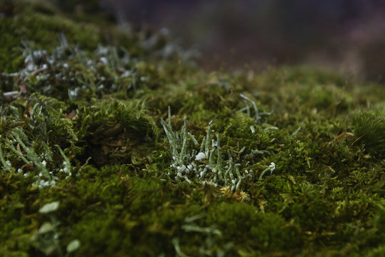 Moss Macro Bryophyte