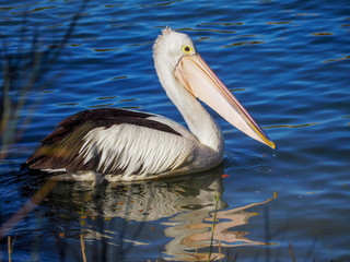 pelican man