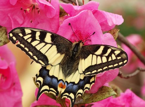 farfalla colorata su fiore