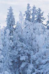 Trees covered in frost snow nature winter scene