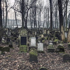 Naklejka premium Krakow, Lesser Poland / Poland - Feb 03 2018: New Jewish Cemetery⁩, ⁨Krakow, Poland.