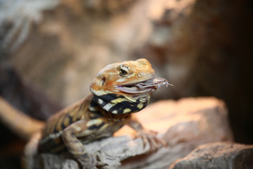 Iguana eating insect