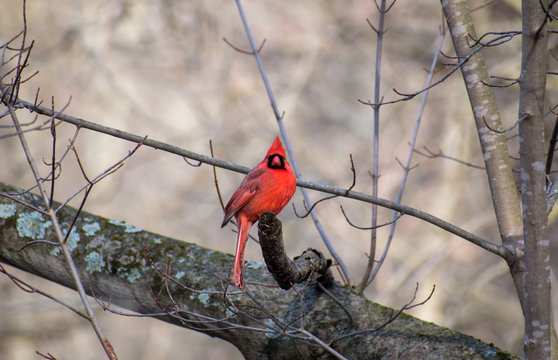 Cardinal on a Stick 2