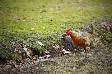 Colorful hen walking and looking for food on green grass in a farm, copy space