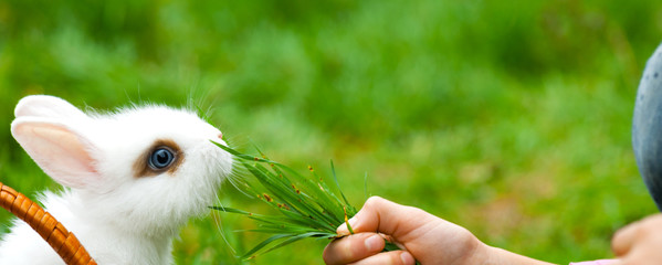 Panorama of little child is feeding  of the white decorative rabbit the green grass.Rabbit is sitting in the basket. Happy Easter concept