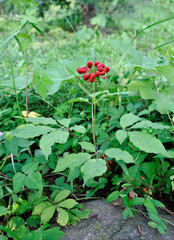Korean wild root ginseng with berries. A close up of the most famous medicinal plant ginseng (Panax ginseng).