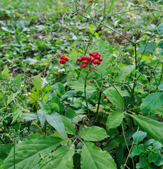 Korean wild root ginseng with berries. A close up of the most famous medicinal plant ginseng (Panax ginseng).