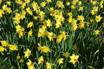 Obraz premium Spring flowers
