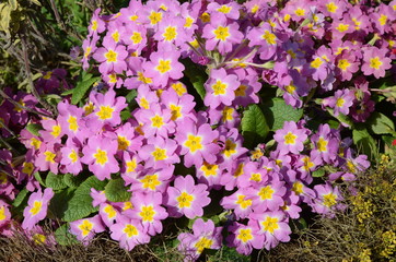 Spring flowers