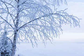 Trees covered in frost snow nature winter scene