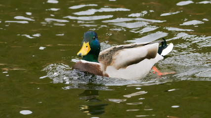 Obraz premium canard col vert male au printemps