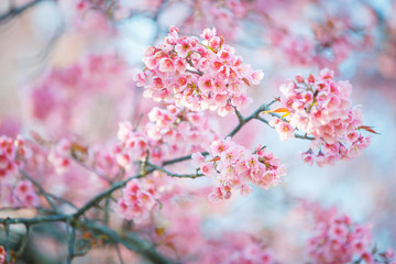 Beautiful  Pink Cherry Blossom on nature background in soft light of sunset, Sakura flower