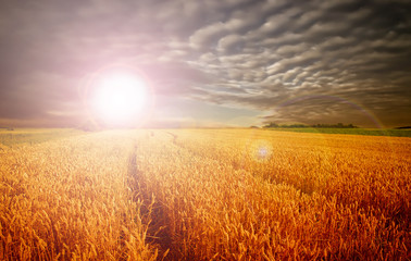 wheat field at the sunset