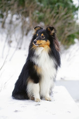 Young tricolor Sheltie dog sitting outdoors in the park in winter