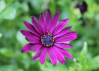 Fototapeta premium PURPLE AFRICAN DAISY