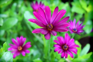 Fototapeta premium PURPLE AFRICAN DAISY