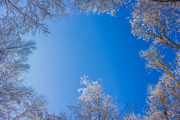 Winter sky with white tree branch with space for copy or text