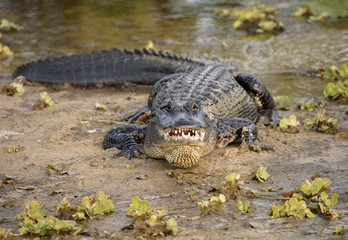 alligator has spotted you and opens mouth full of teeth