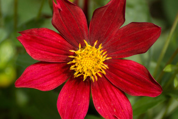 Lively red blooming cosmos flower with yellow stamens and green leaves in the background