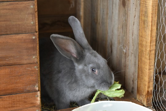 Coneja gris comiendo lechuga