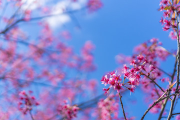 colorful flower in tropical forest