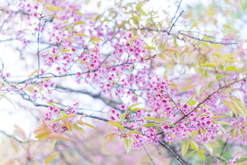 colorful flower in tropical forest