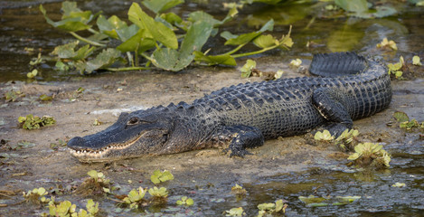 alligator smiles for you from the banks of the wetlands