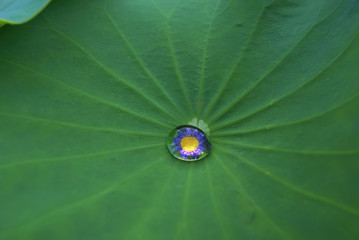 green leaf and water drop texture background