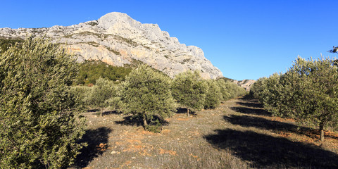 Mount Sainte Victoire and olive trees