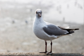 Seagull standing on a wooden post.