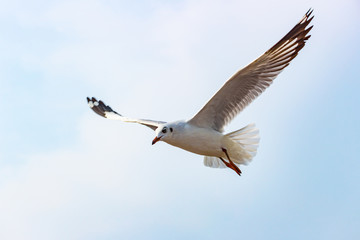 Seagulls flying on sky.