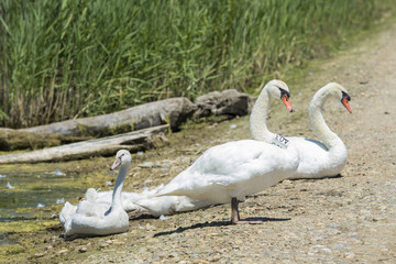 Adult Mute Swans with chicks.