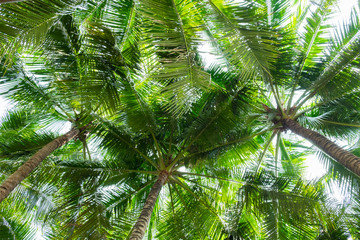 Obraz premium Coconut palm trees bottom view , perspective view
