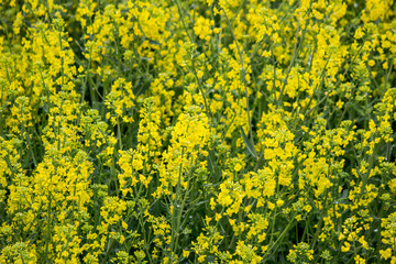 Fields of yellow flowering nanohana at Gongendo Park in Satte,Saitama,Japan(selective focus)