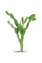 cactus isolated on white background, Clipping path included