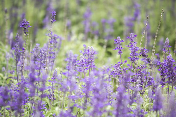 Field of Blue salvia flowers.(selective focus)