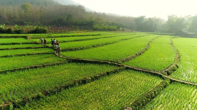 4k Video shot aerial view by drone. Rice Field on sunrise. Bird eye view on paddy . farmer