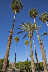 Obraz premium マラケシュのヤシ