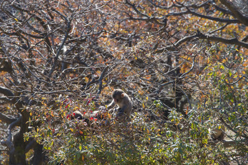 Fototapeta premium 子猿猿と秋の風景