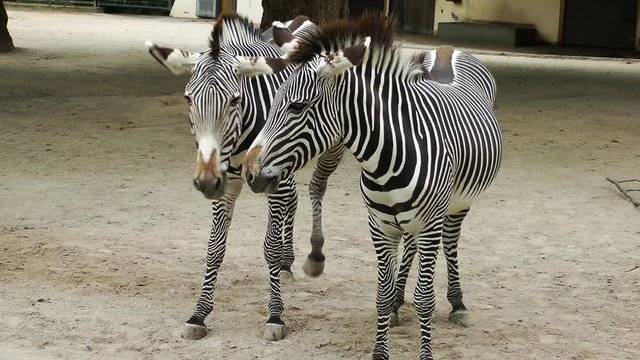 Zebra Mammal Animal in Zoo