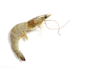 Fresh raw seafood shrimp