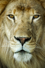 African Lion