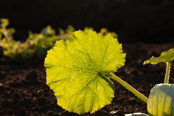 illuminated big leaf veins closeup background