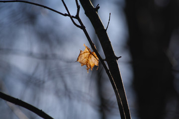 Maple in fall