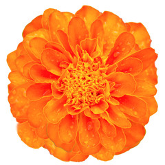 Orange Marigold flower isolated white background