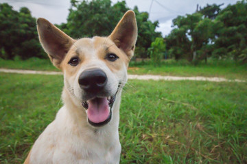 Dog on a green grass outdoors