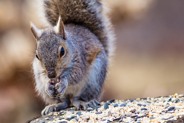 Eastern Gray Squirrel (Sciurus carolinensis) enjoys a snack in beautiful afternoon light