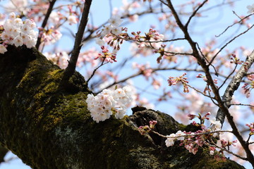 桜