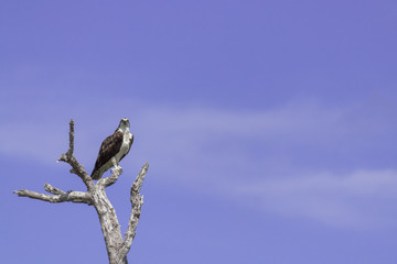 Osprey perched on tree. ready to hunt breakfast looks attentively down at the river with blue sky as background. also known as sea hawk or river hawk or fish hawk. beautiful bird of prey .