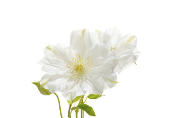 Obraz premium white clematis flower